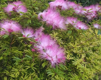 Calliandra surinamensis Dixie pink,plant