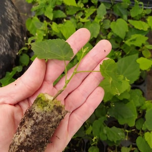 Abutilon megapotanicum, plant afbeelding 3