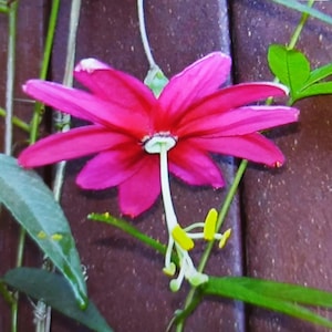 Passiflora antioquiensis, plant