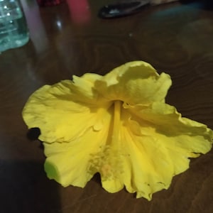 Hibiscus jaune, plante