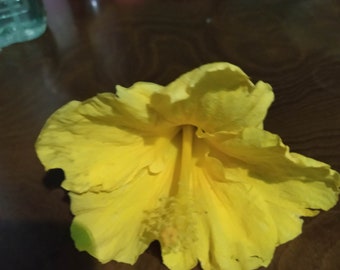 Hibiscus yellow,plant
