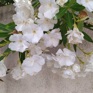 Nerium oleander Double white,3 x rootless cuttings