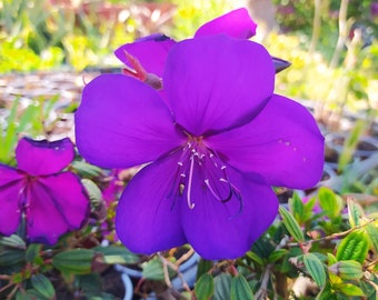 Tibouchina urvilleana Groovy Baby,plant