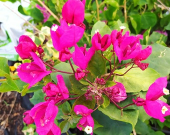 Bougainvillier rose rouge,plante