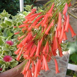 Russelia red,plant image 1