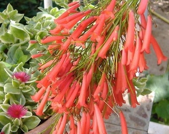 Russelia rouge,plante