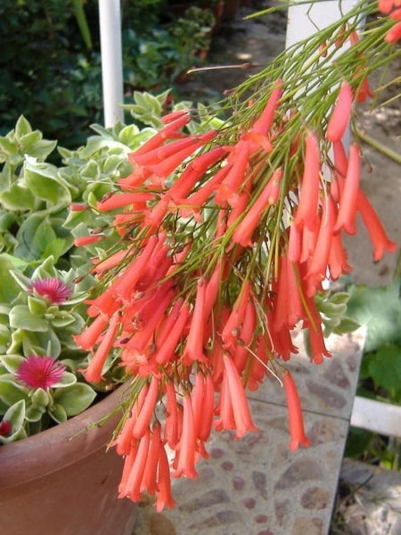 Russelia red,plant image 1