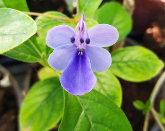 Clerodendrum ugandense,plant