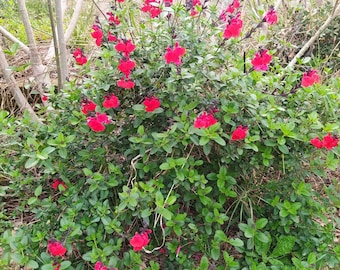 Salvia microphylla rouge, plante