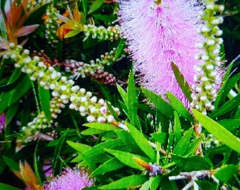 Callistemon viminalis rosa,pianta