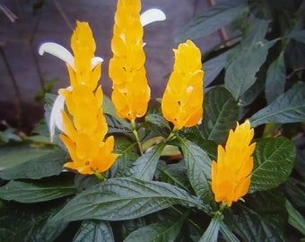 Pachystachys lutea,plante