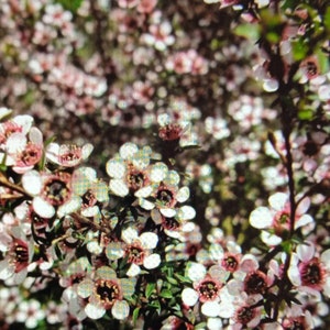 Leptospermum scoparium Kea, växt