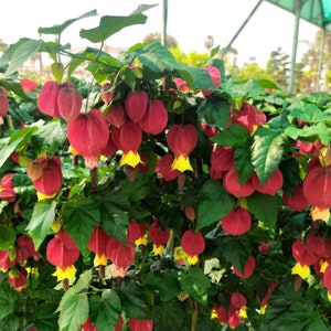 Abutilon megapotanicum, plant afbeelding 1