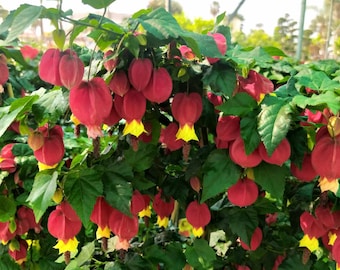 Abutilon megapotanicum,pianta