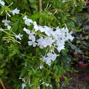 Plumbago capensis Alba,plant