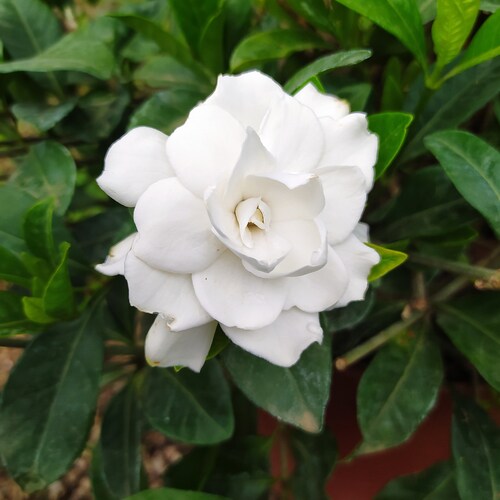 Gardenia double,plant