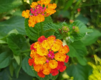 Lantana camara orange, plante