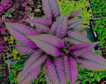 Strobilanthes dyerianus, plant