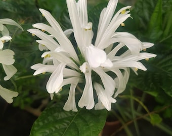 Jacobinea white,plant