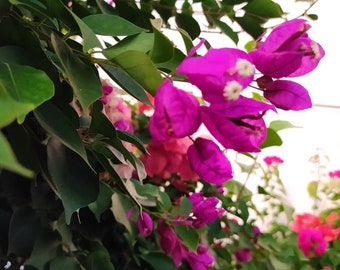 Bougainvillea Purple Lantern,plant