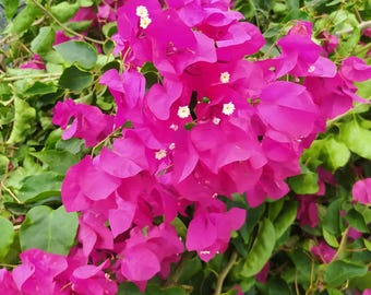 Bougainvillea Pink, Pflanze