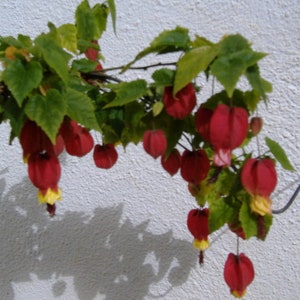 Abutilon megapotanicum, plant afbeelding 2