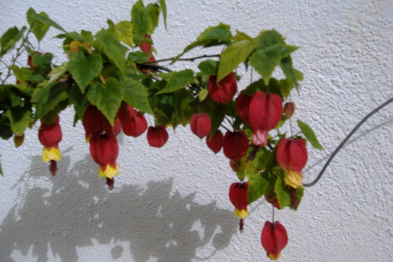 Abutilon megapotanicum, plant afbeelding 2