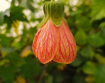 Abutilon striatum, pianta