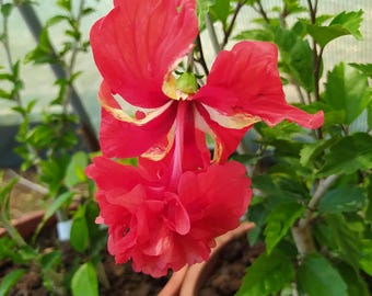 Hibiscus pagoda rosso, pianta