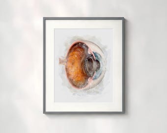 Watercolor Eyeball Anatomy Print • Optometry & Ophthalmology Gift • Cross-Section Eye Art for Clinic Decor - 064