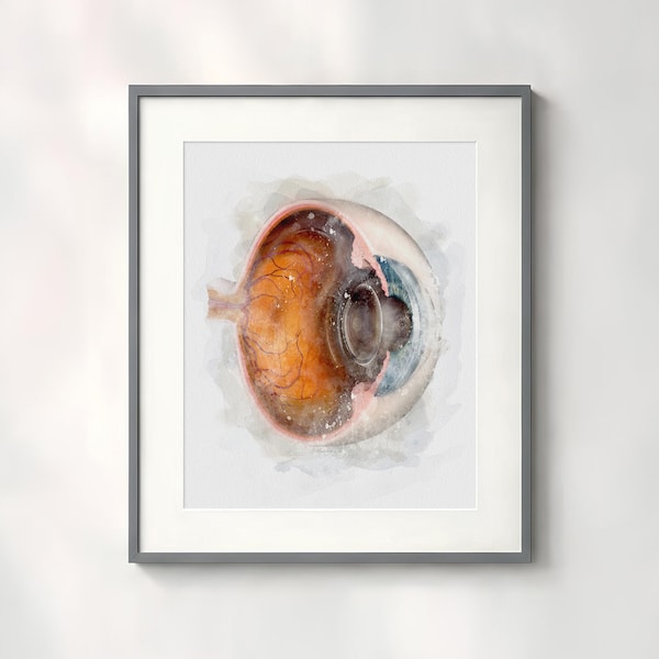 Watercolor Eyeball Anatomy Print • Optometry & Ophthalmology Gift • Cross-Section Eye Art for Clinic Decor - 064