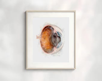 Eye anatomy art print for optometry clinic decor - 064