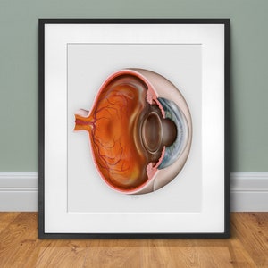 Eye anatomy art print, Eyeball cross section wall art, Eye doctor gift, Eye student graduation gift, Optometry Gifts - 800