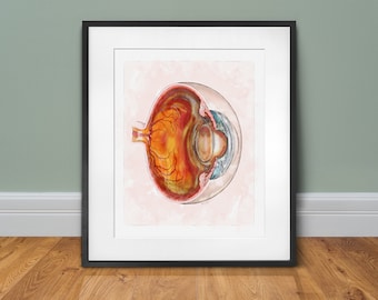 May include: A detailed anatomical illustration of a human eye, showing the internal structures in cross-section. The illustration is rendered in a watercolor style, with shades of red, orange, yellow, blue, and green.