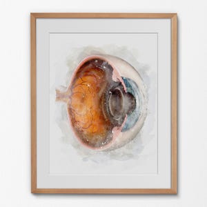 Watercolor Eyeball Anatomy Print • Optometry & Ophthalmology Gift • Hand-Drawn Cross-Section Eye Art for Clinic Decor - 064