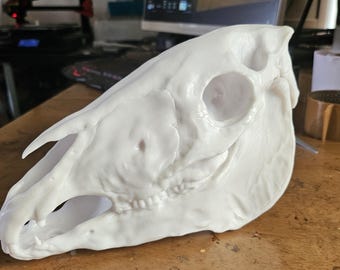 Horse skull - Choose your size - White resin - Halloween