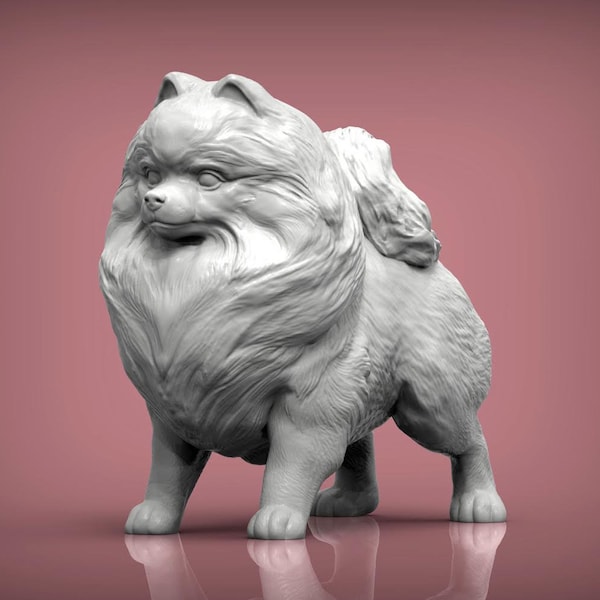 Pomeranian standing - white ready to paint