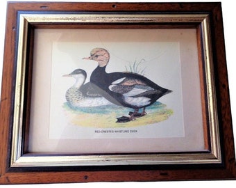 Vintage Duck Print, Wood framed, under glass, Bird Wall Art, Cabin Decor, Wild Animal Home Decor, Duck Hunting Gift