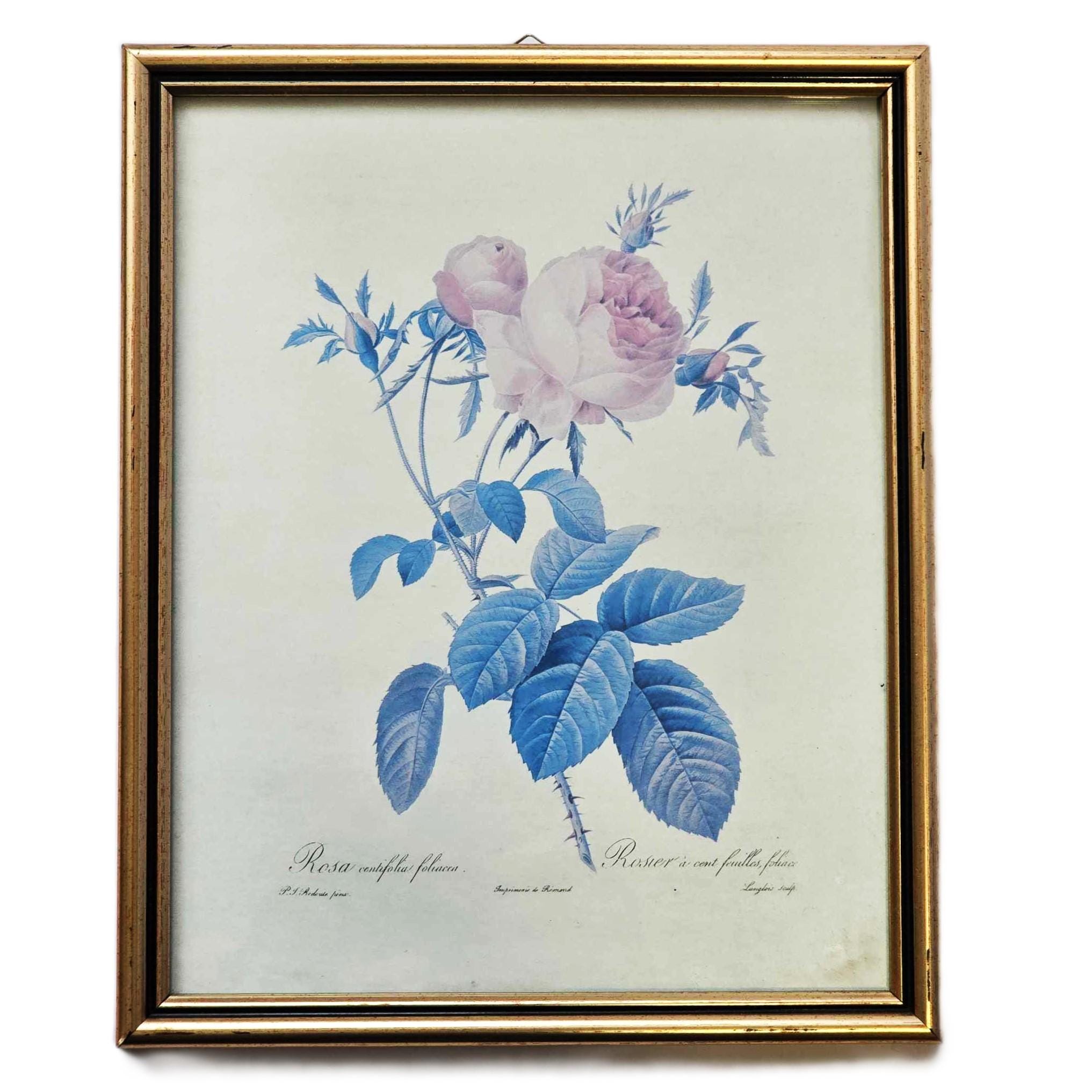 「Rosa centifolia」ボタニカルアート Vintage Botanical Print, Rosa Centifolia, Pierre Joseph Redoute