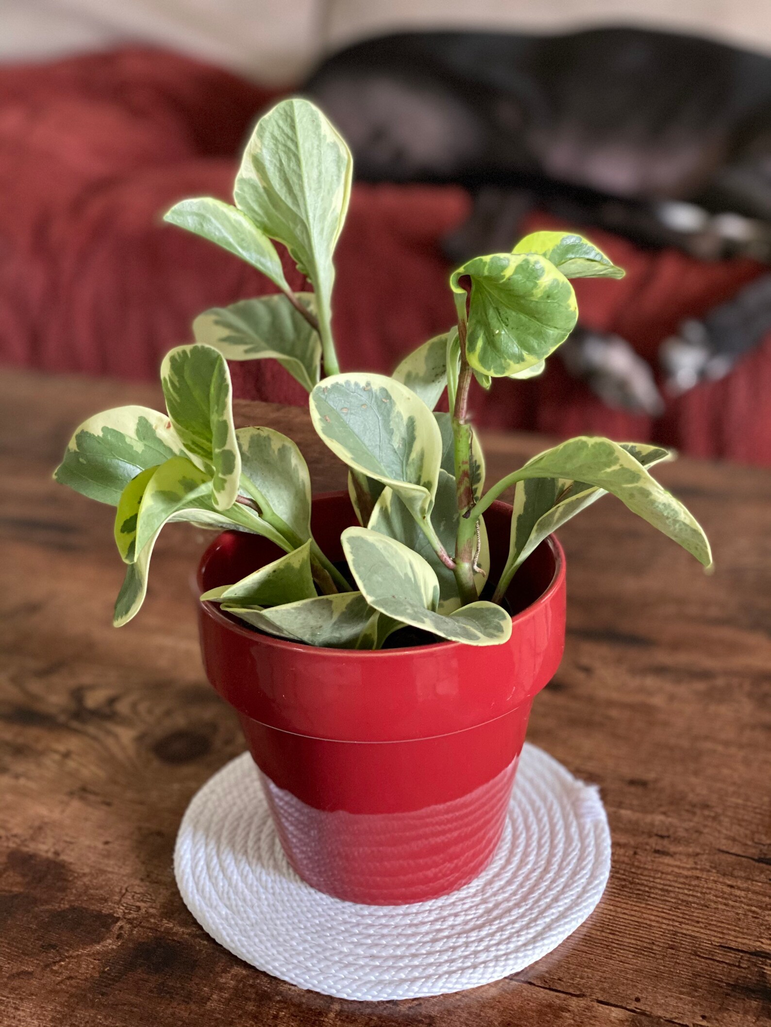 Potted Plant Coaster Etsy