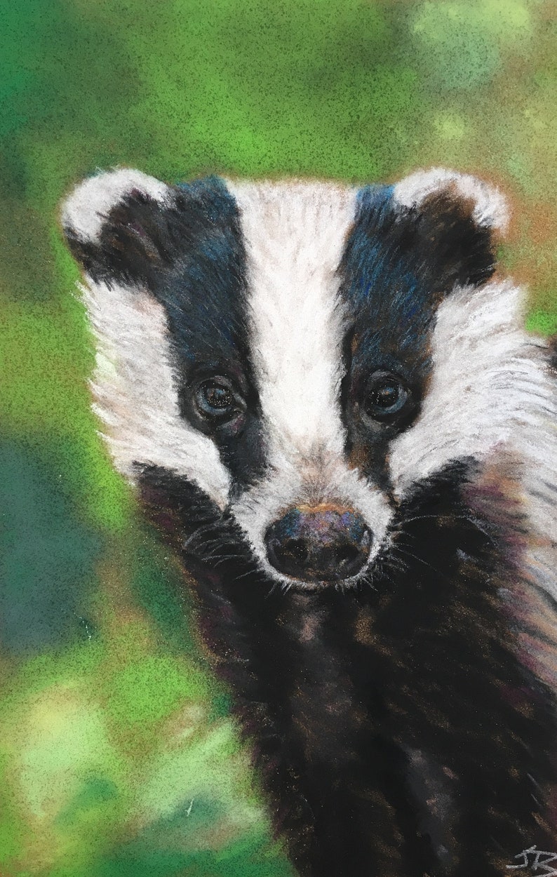 Top quality giclee print of 'Young Badger' a painting by artist Janet Bird image 1