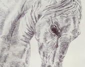 White Horse Giclée Print: Equine Biro Drawing by Janet Bird