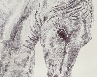 Top quality giclee print of 'White Horse' an equine painting by artist Janet Bird