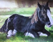 Shire Horse Giclee Print: 'Caesar' Fine Art by Janet Bird
