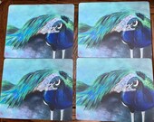Peacock Painting Placemats - Set of Four - Janet Bird Art