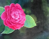 Original Camellia Oil Painting by British Artist