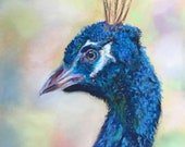 Top quality giclee print of 'Proud Peacock' a bird painting by artist Janet Bird