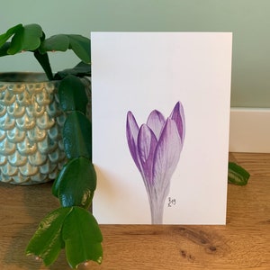 Carte postale Crocus, illustration
