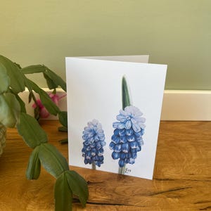 Vouwkaart/vouwkaart parelhyacint, illustratie
