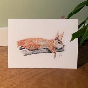 Scoiattolo da cartolina, illustrazione